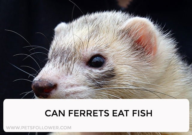 Can Ferrets Eat Fish?