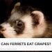 Can Ferrets Eat Grapes