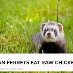 Can Ferrets Eat Raw Chicken