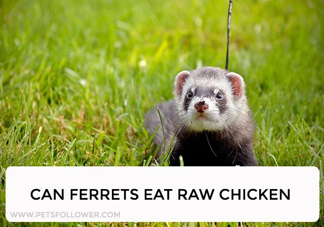 Can Ferrets Eat Raw Chicken
