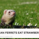 Can Ferrets Eat Strawberry