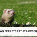 Can Ferrets Eat Strawberry