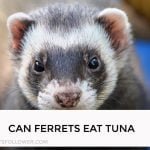 Can Ferrets Eat Tuna