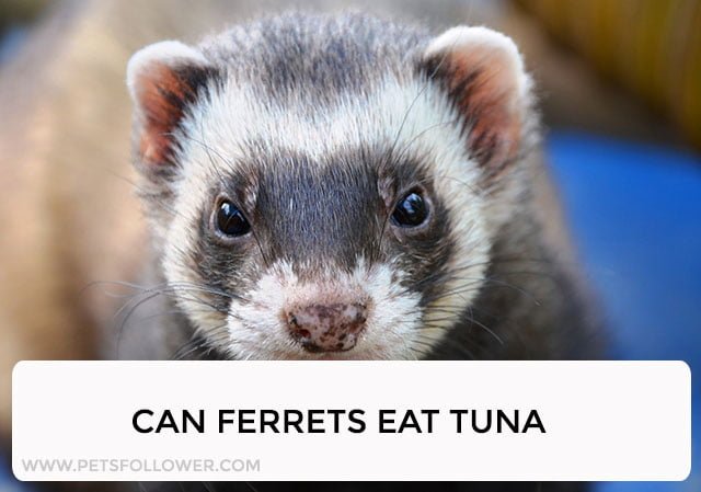 Can Ferrets Eat Tuna