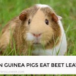 Can Guinea Pigs Eat Beet Leaves