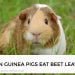 Can Guinea Pigs Eat Beet Leaves