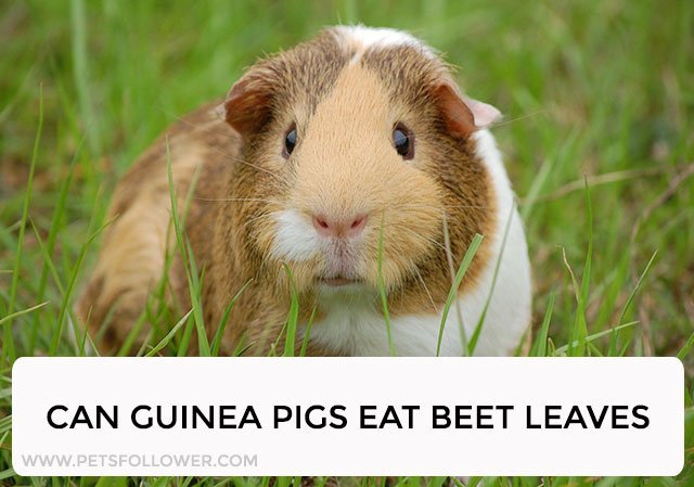 Can Guinea Pigs Eat Beet Leaves