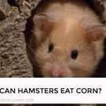 Can Hamsters Eat Corn