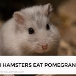 Can Hamsters Eat Pomegranate