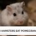 Can Hamsters Eat Pomegranate