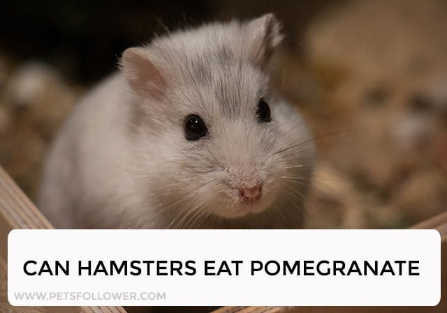 Can Hamsters Eat Pomegranate