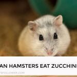 Can Hamsters Eat Zucchini