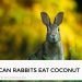 Can Rabbits Eat Coconut
