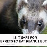 Is it Safe For Ferrets to Eat Peanut Butter