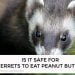 Is it Safe For Ferrets to Eat Peanut Butter