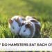 Why Do Hamsters Eat Each Other