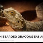 Can Bearded Dragons Eat Ants