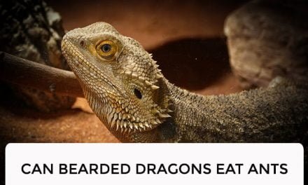 Can Bearded Dragons Eat Ants