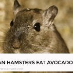Can Hamsters Eat Avocado