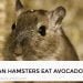 Can Hamsters Eat Avocado