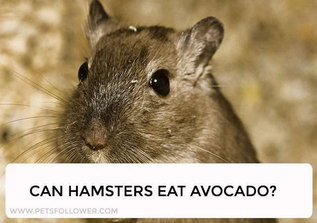 Can Hamsters Eat Avocado?
