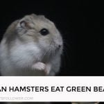 Can Hamsters Eat Green Beans
