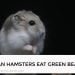 Can Hamsters Eat Green Beans