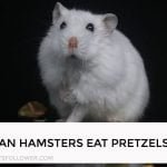 Can Hamsters Eat Pretzels