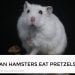 Can Hamsters Eat Pretzels