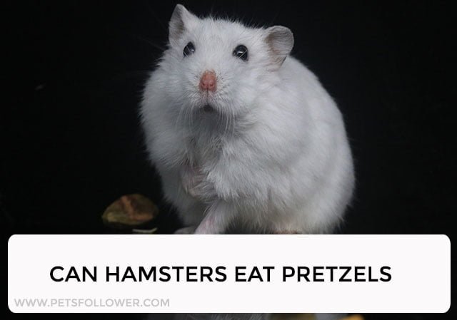 can hamsters eat pretzels