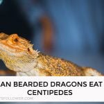 Can Bearded Dragons Eat Centipedes