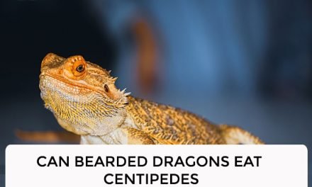 Can Bearded Dragons Eat Centipedes