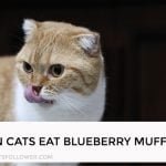 Can Cats Eat Blueberry Muffins