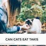 Can Cats Eat Takis
