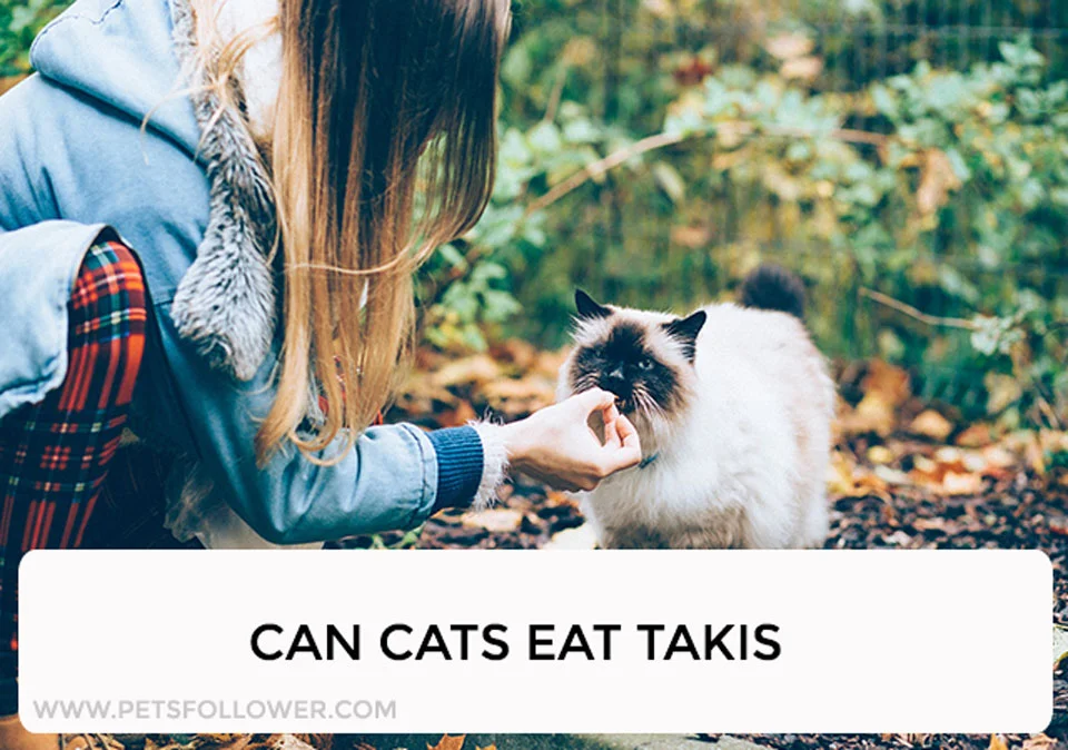 Can Cats Eat Takis