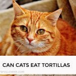 Can Cats Eat Tortillas