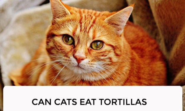 Can Cats Eat Tortillas