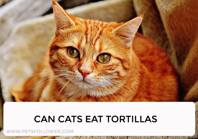 Can Cats Eat Tortillas