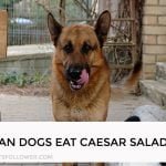 Can Dogs Eat Caesar Salad