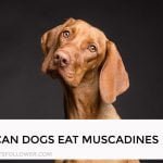 Can Dogs Eat Muscadines