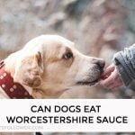 Can Dogs Eat Worcestershire Sauce