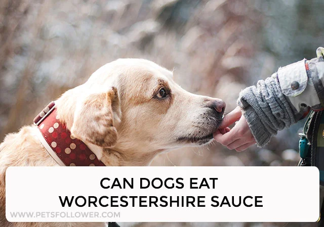 Can Dogs Eat Worcestershire Sauce