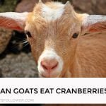 Can Goats Eat Cranberries
