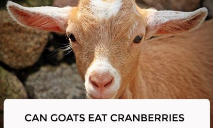 Can Goats Eat Cranberries