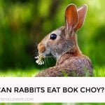 Can Rabbits Eat Bok Choi