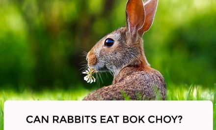 Can Rabbits Eat Bok Choy?