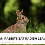 Can Rabbits Eat Radish Leaves
