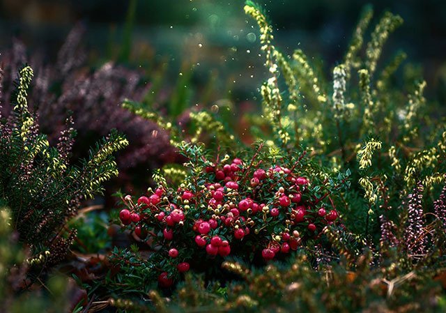 Goats Eat Cranberries