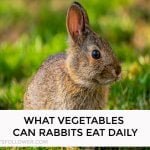 What Vegetables Can Rabbits Eat Daily
