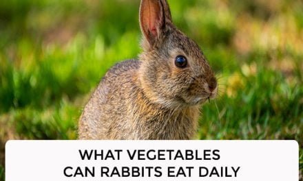 What Vegetables Can Rabbits Eat Daily